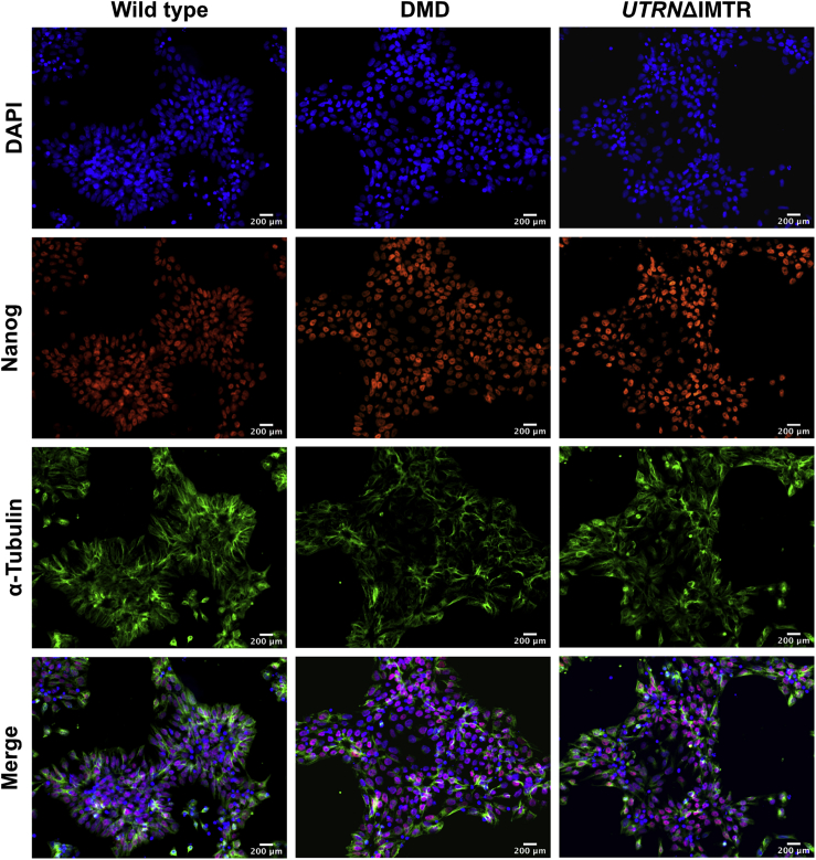 Figure 4