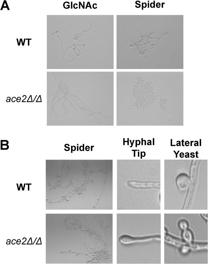 FIG 1