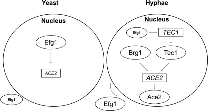 FIG 7