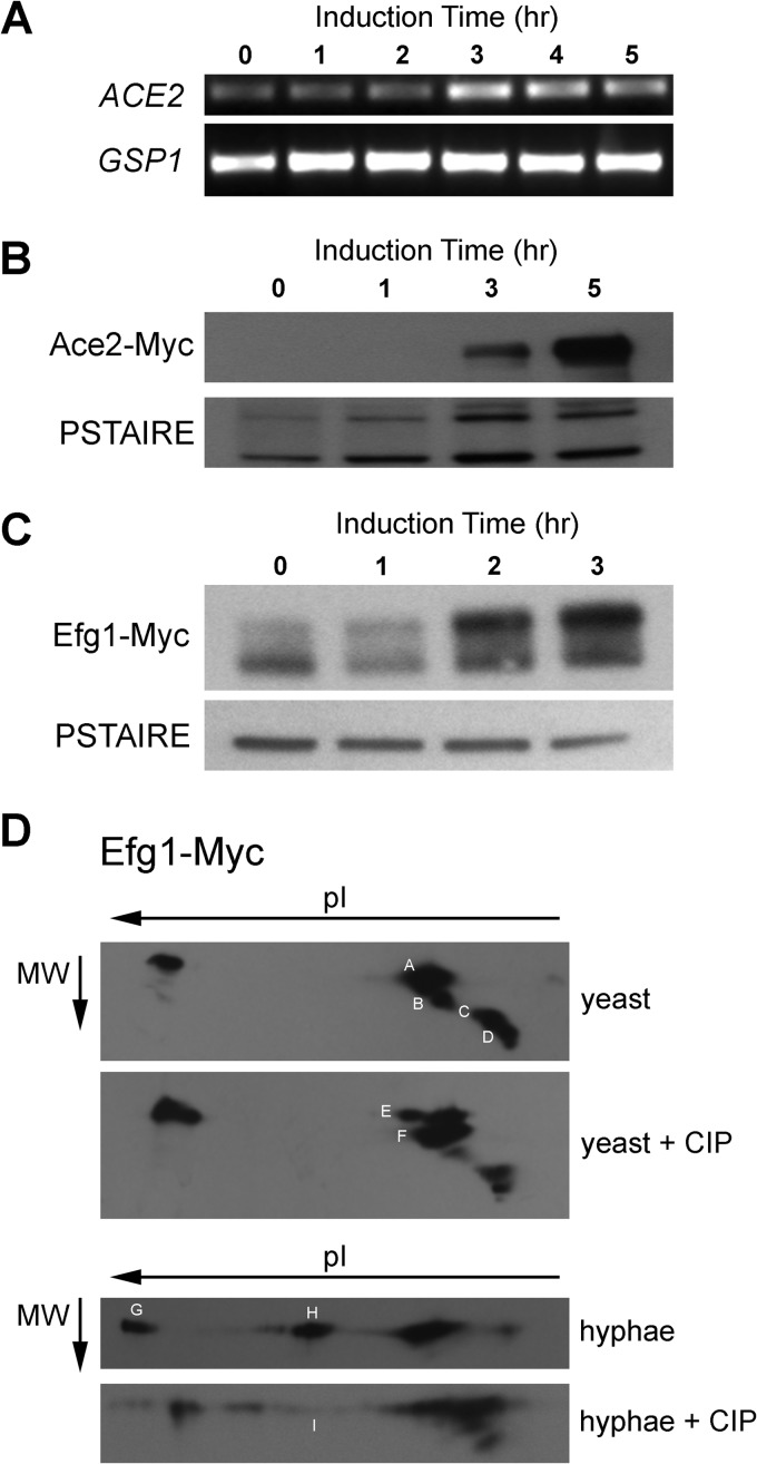 FIG 2