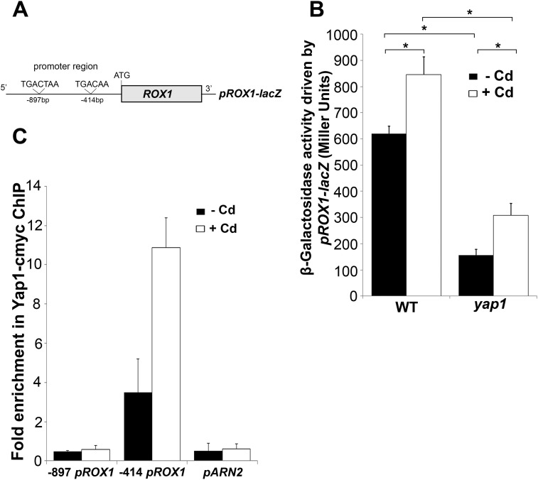 FIGURE 2.