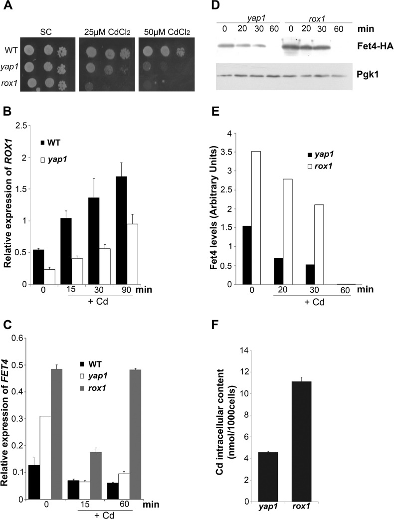 FIGURE 3.