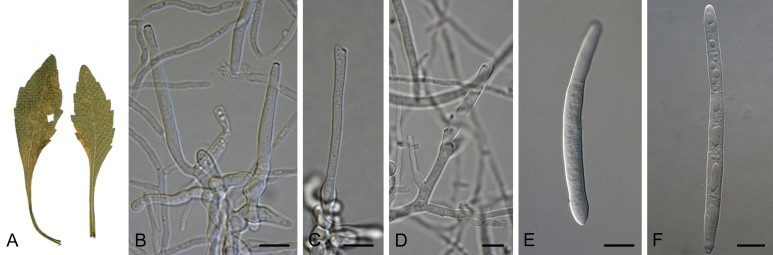 Fig. 8