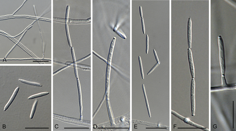 Fig. 24