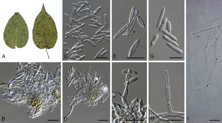 Fig. 32
