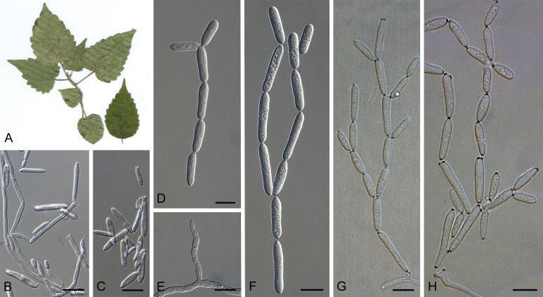 Fig. 33