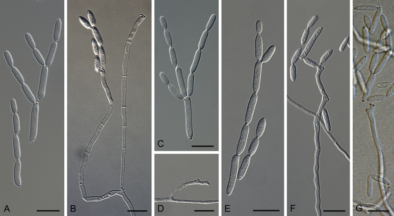 Fig. 47