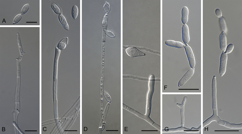 Fig. 39