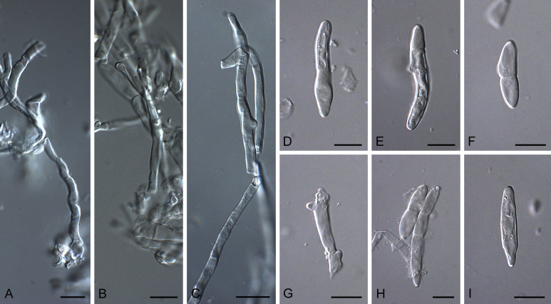 Fig. 9