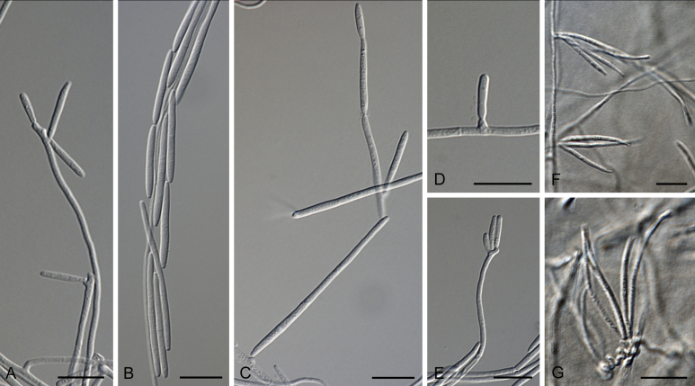 Fig. 14
