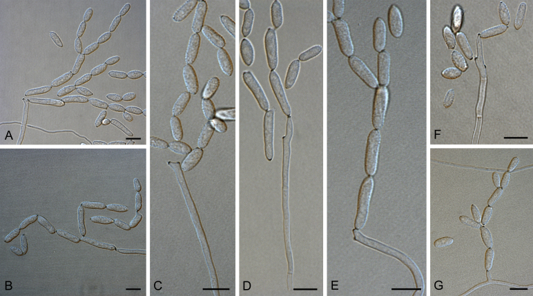 Fig. 41