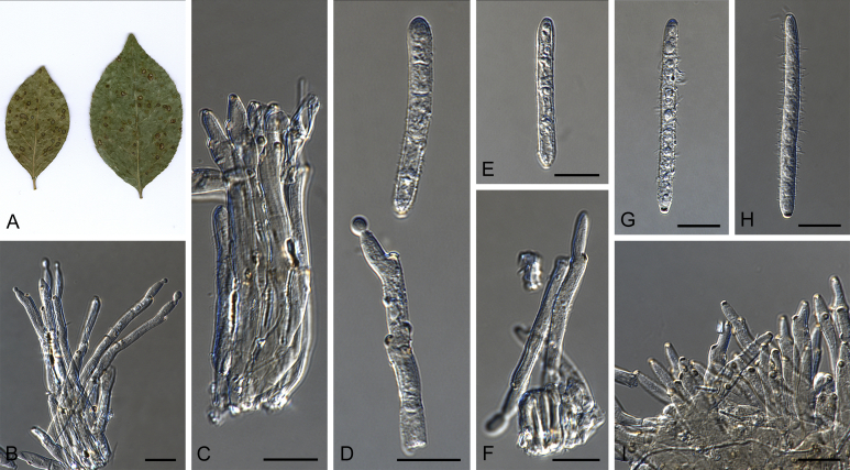 Fig. 43