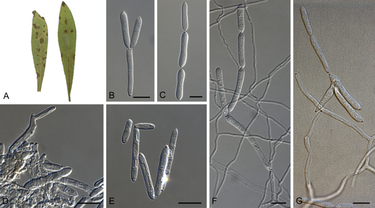 Fig. 48