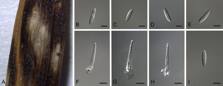 Fig. 26