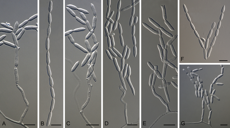 Fig. 37