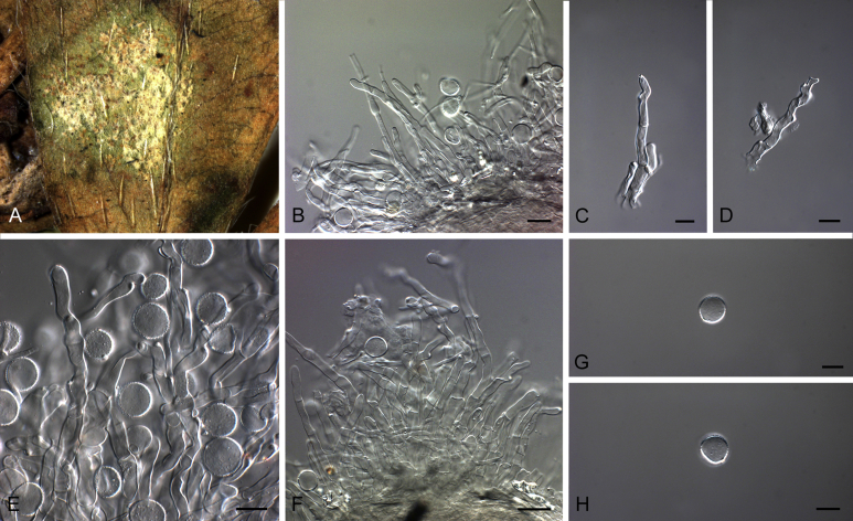 Fig. 27
