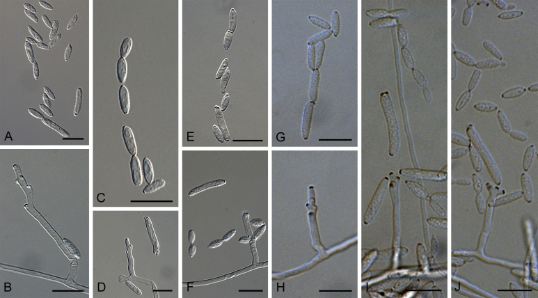 Fig. 31