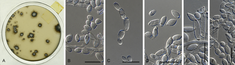 Fig. 53