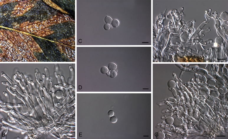 Fig. 30