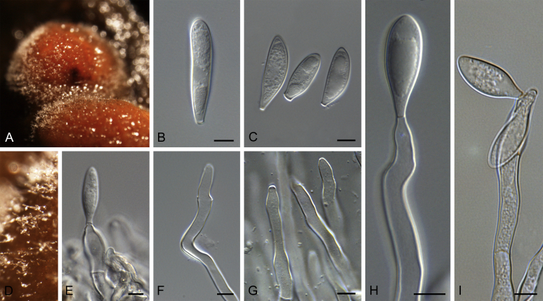 Fig. 25