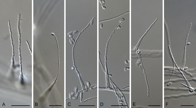 Fig. 19