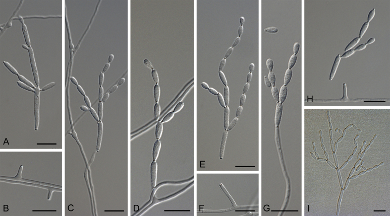 Fig. 40