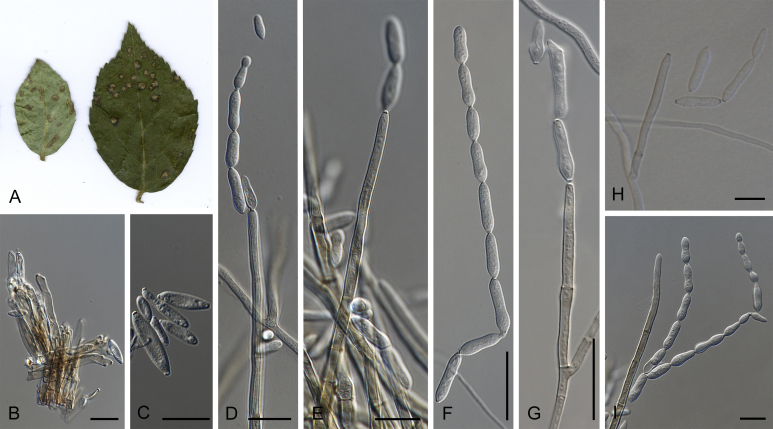 Fig. 67