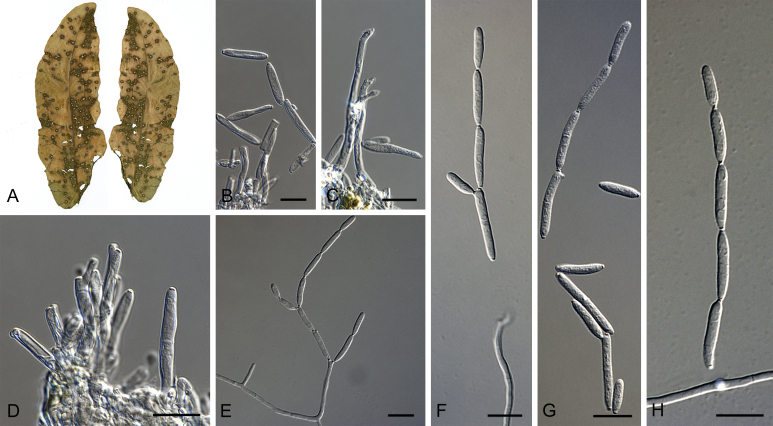Fig. 62