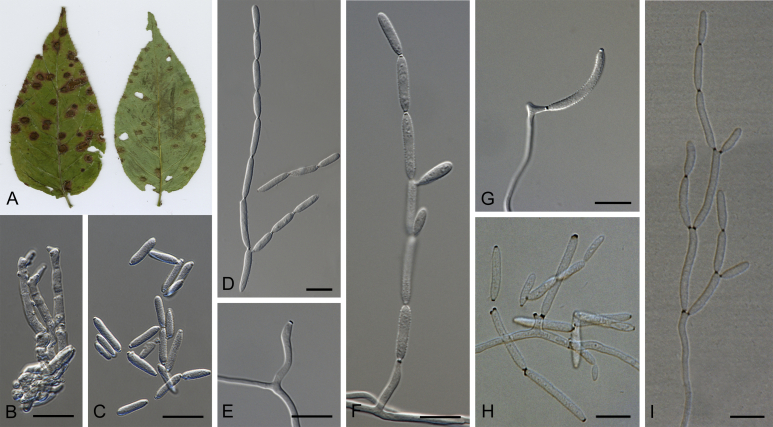 Fig. 42