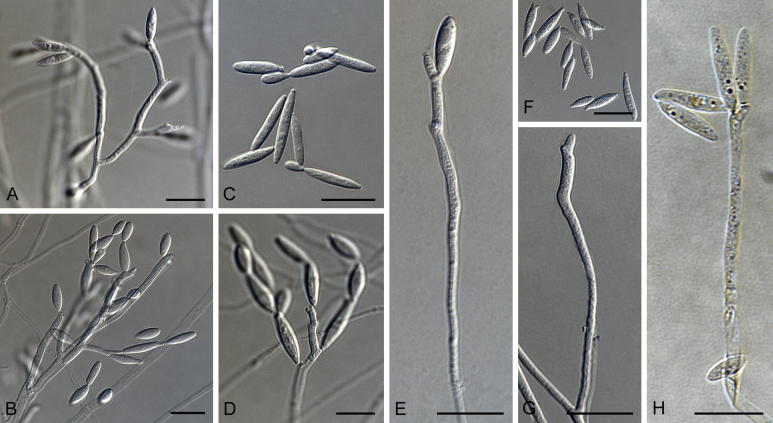 Fig. 7