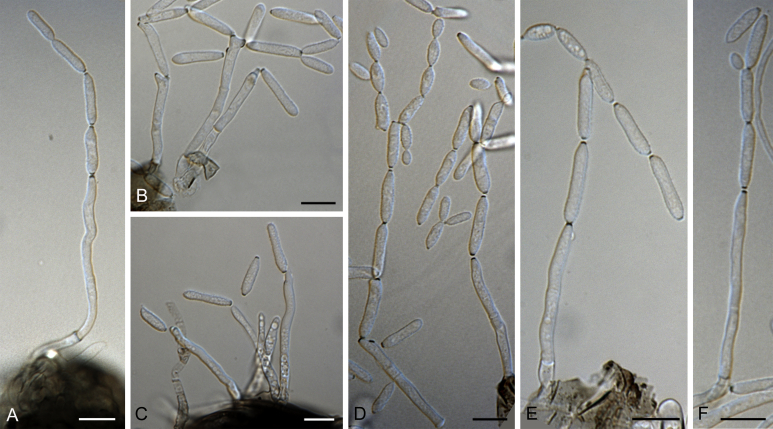 Fig. 46