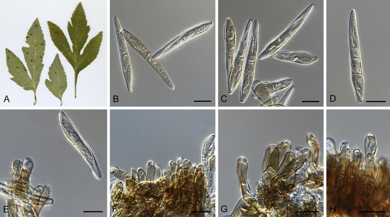 Fig. 5