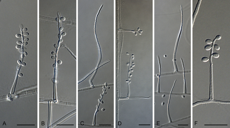 Fig. 18
