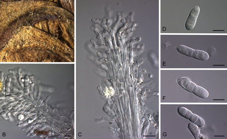 Fig. 12