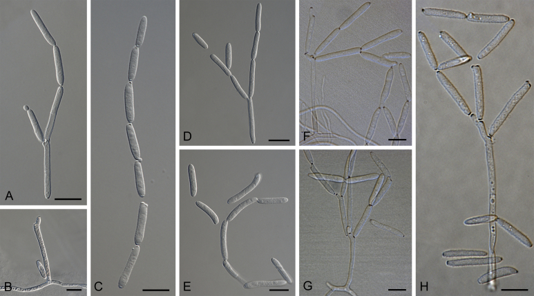 Fig. 64
