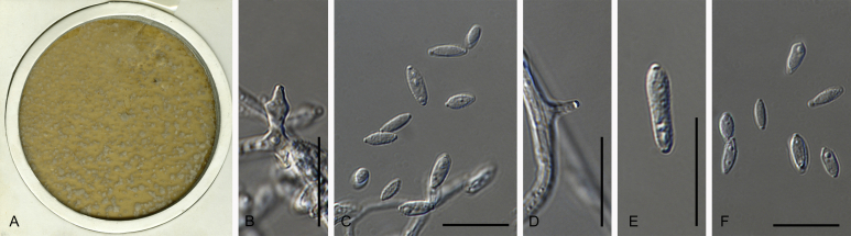 Fig. 44