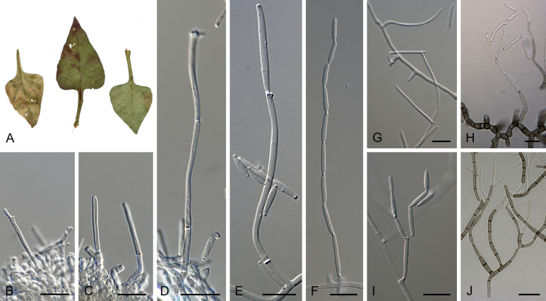 Fig. 22