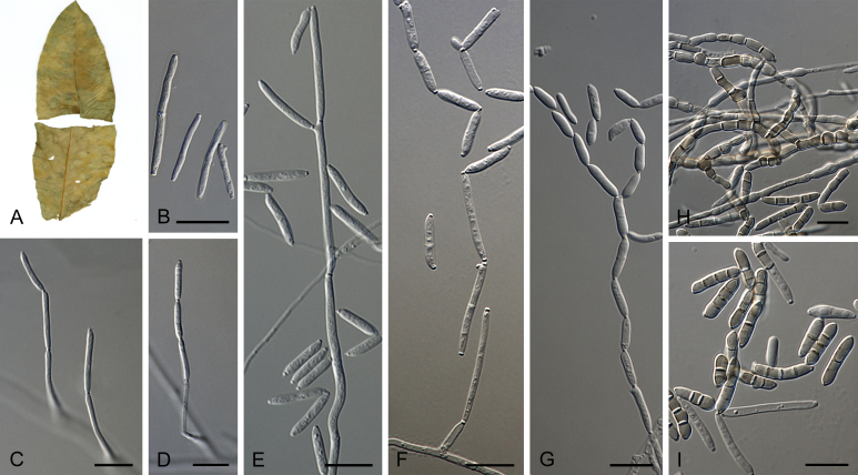 Fig. 23