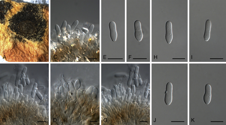 Fig. 28