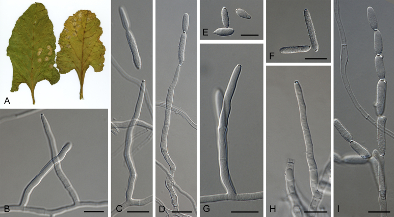 Fig. 38