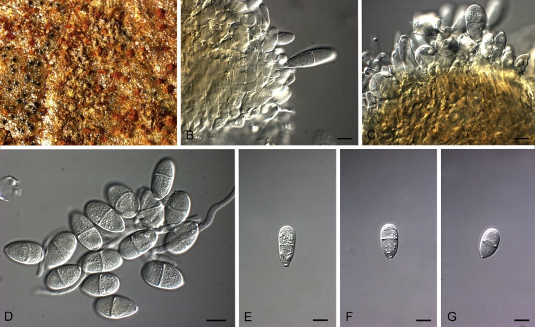 Fig. 29