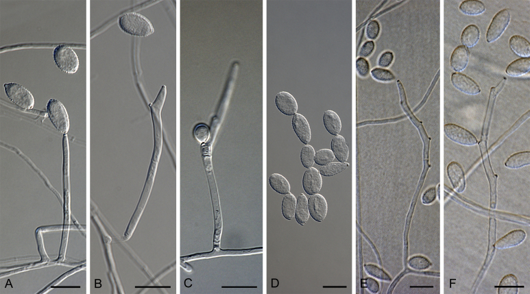 Fig. 35