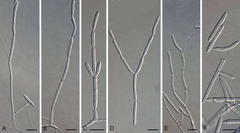 Fig. 36