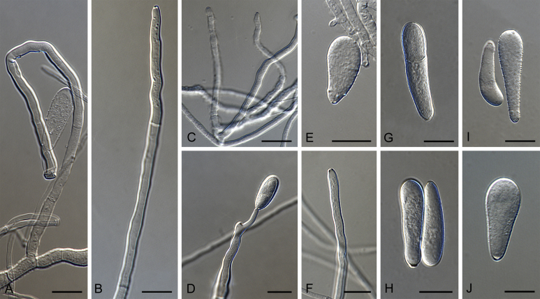 Fig. 61