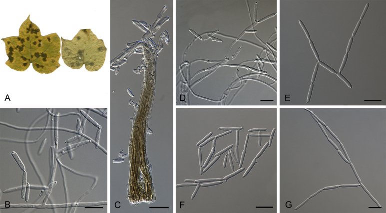 Fig. 34