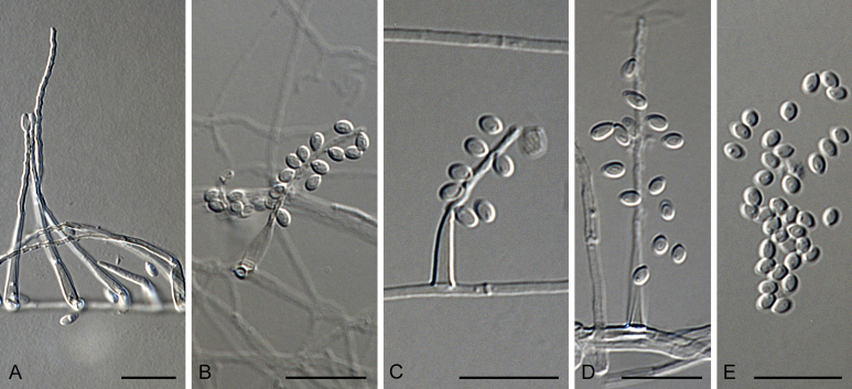 Fig. 17