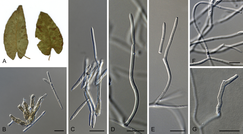 Fig. 15