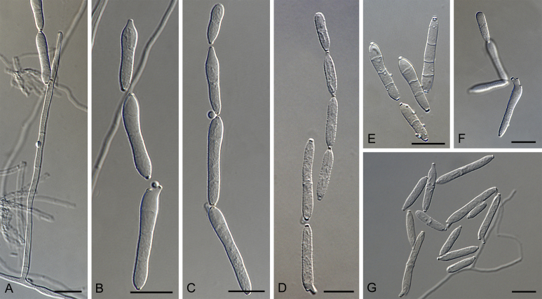 Fig. 45