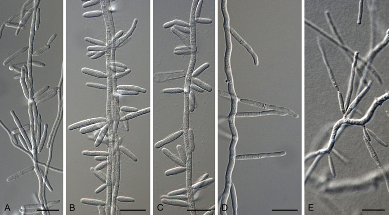 Fig. 13