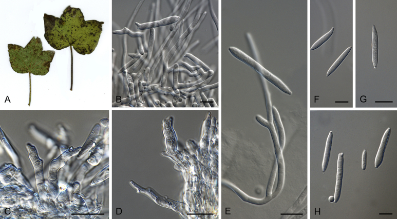 Fig. 10